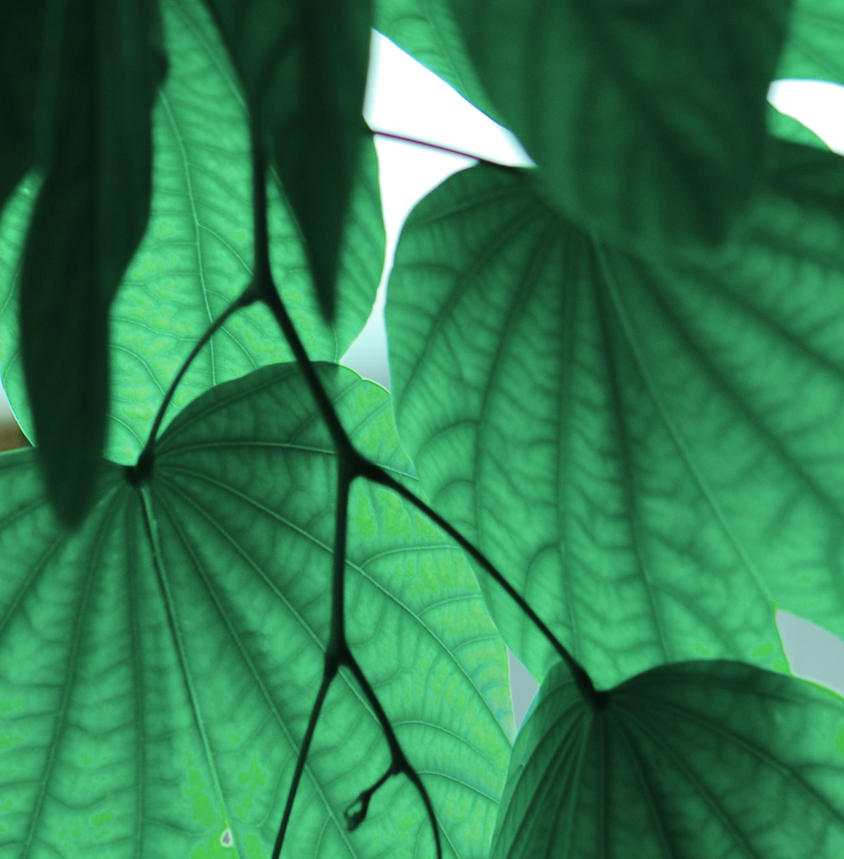4Green
